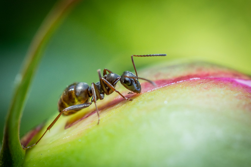 Das Bild zeigt die Makrofotografie einer Ameise, die aus der Knospe einer Pfingstrose schlürft.