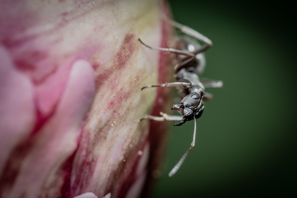 Mal eine andere Perspektive. Das Bild zeigt das Makro einer Ameise auf einer Knospe.