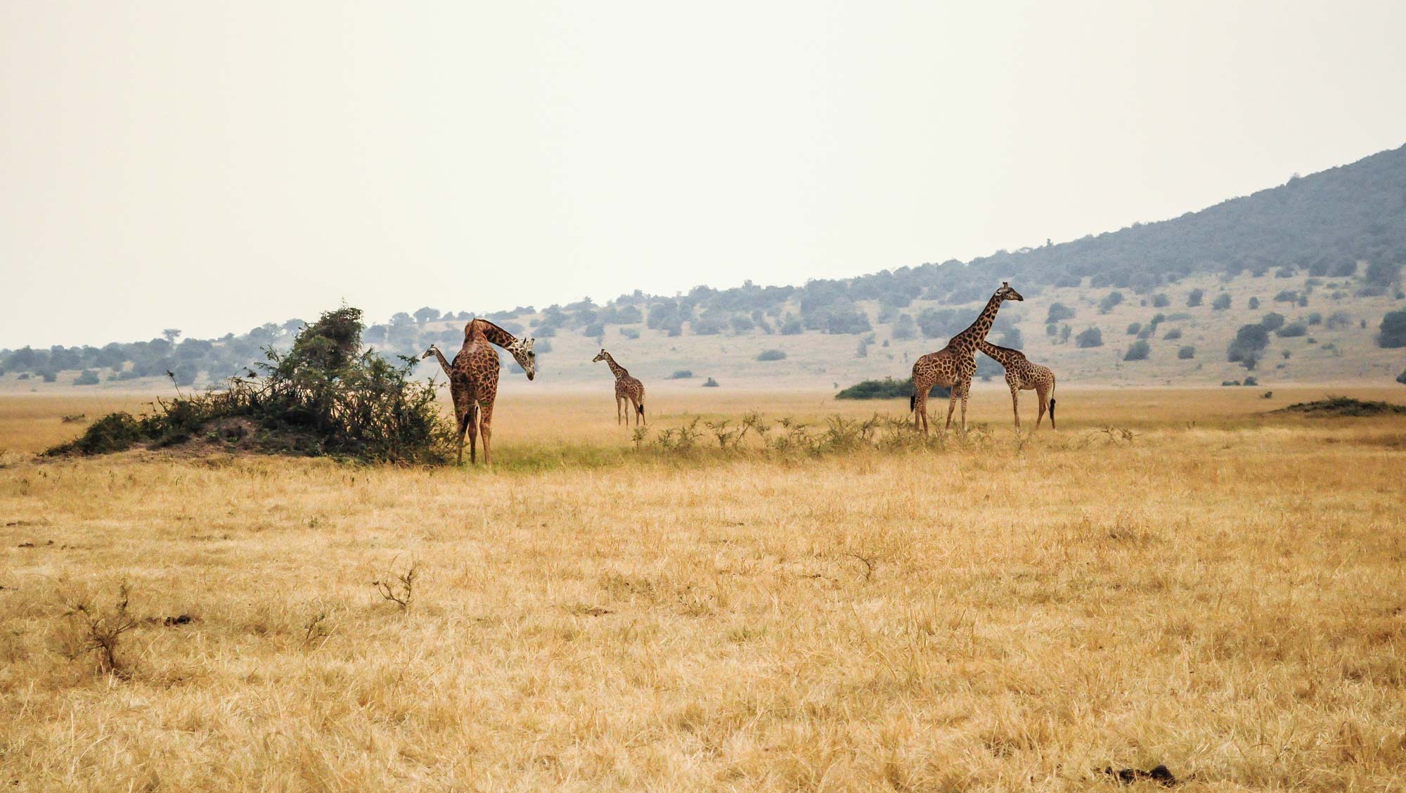 Das Bild zeigt einen Nationalpark in Afrika - im Land Ruanda